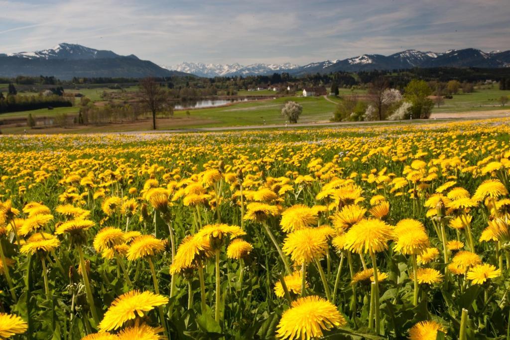 Hotel Waldhorn เคมป์เทน ภายนอก รูปภาพ